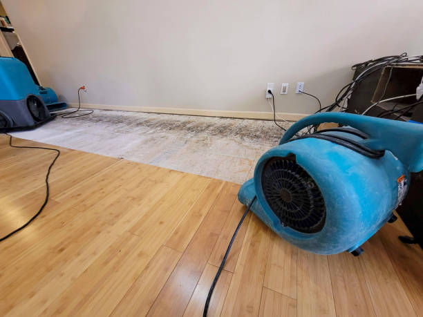 Professional Water Damage Repair technician working in Hakalau, HI